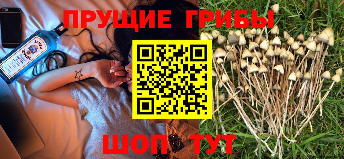 Чусовой  Псилоцибиновые грибы GOLDEN TEACHER  Вход с VPN 